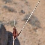 Schoenus nigricans Frucht