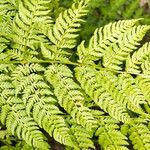 Dryopteris expansa Leaf