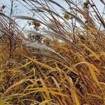 Miscanthus sacchariflorus Folha