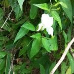 Thunbergia fragrans Flower