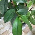 Garcinia mangostana Leaf