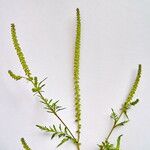 Ambrosia artemisiifolia Kvet