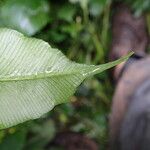 Coniogramme africana Leaf