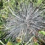 Festuca glauca Blad