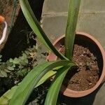 Amaryllis belladonna Blad