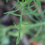 Scabiosa africana Hostoa