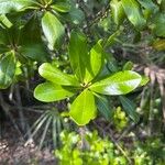 Myrsine guianensis Leaf