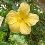 Hibiscus ovalifolius Квітка