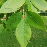 Fraxinus pennsylvanica Leaf