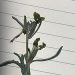Matthiola fruticulosa 花