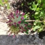 Anthyllis vulneraria Flower