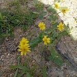 Ranunculus bullatus फूल