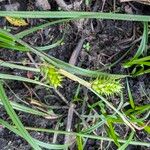 Carex vesicaria Плід