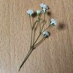 Gypsophila paniculata Hábito