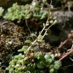 Sedum fragrans Annet