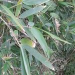 Phyllostachys sulphurea পাতা