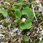 Cassiope hypnoides Leaf