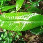 Heliconia richardiana Лист