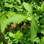 Geum laciniatum Feuille