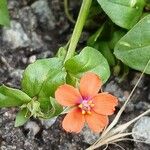 Lysimachia arvensis Žiedas