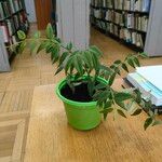 Aeschynanthus radicans Blatt