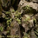 Aeonium goochiae Hábito