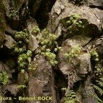 Aeonium goochiae Habit