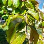 Parrotia subaequalis Hoja