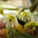 Calyptrochilum christyanum Flor
