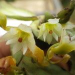 Calyptrochilum christyanum Кветка