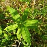 Oclemena acuminata Blad