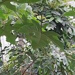 Brachychiton acerifolius Fuelha