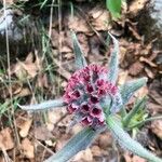 Cynoglossum magellense Flower