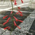 Russelia equisetiformis 花
