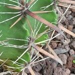 Ferocactus herrerae Foglia