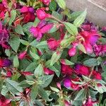 Fuchsia magellanicaFlower