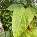 Critonia aromatisans Leaf