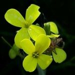 Biscutella cichoriifolia 花