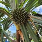 Pandanus utilis 果実