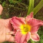 Hemerocallis minorFlower