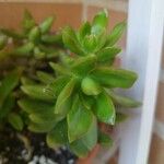 Sedum adolphii Leaf
