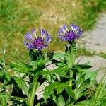 Centaurea triumfettii Листок