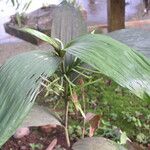 Corymborkis corymbis Leaf