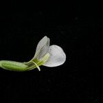 Canscora alata Hábito