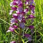 Orchis x hybrida Other