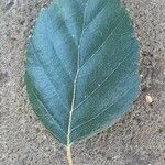 Betula utilis Folha