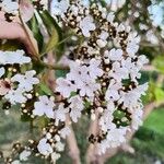 Cordia oncocalyxFlower