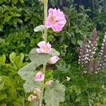 Alcea roseaപുഷ്പം