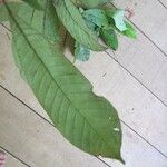Isertia spiciformis Leaf