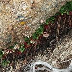 Heuchera rubescens Celota